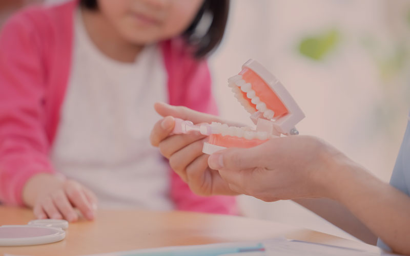 正しい歯磨きを身につけます